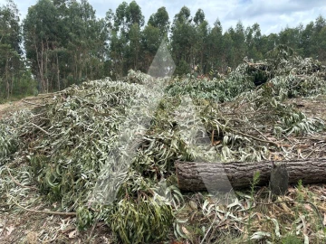 Terreno para Venda em Oliveira do Bairro