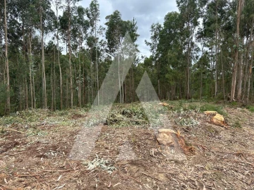 Terreno para Venda em Oliveira do Bairro