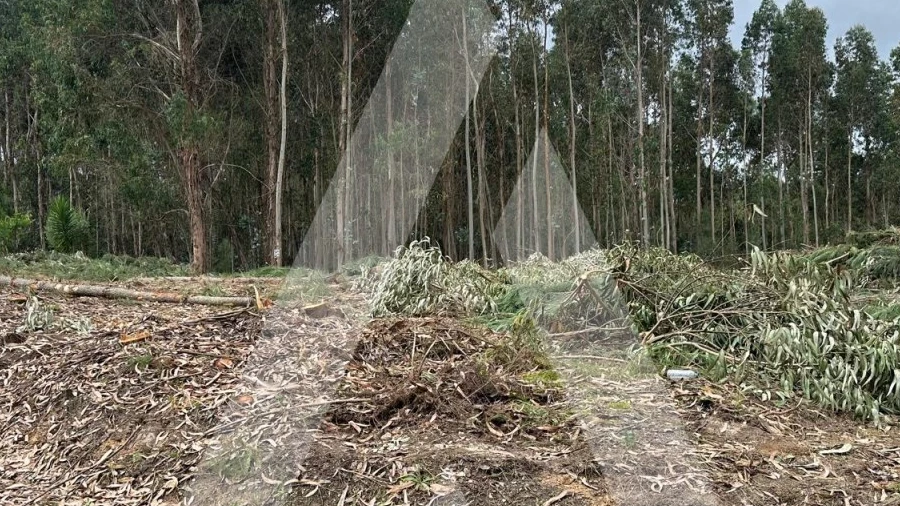 Terreno para Venda em Oliveira do Bairro