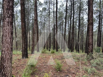 Terreno para Venda em Marrazes e Barosa