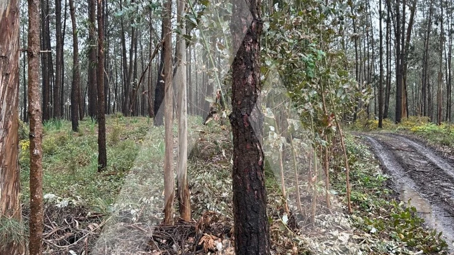 Terreno para Venda em Marrazes e Barosa