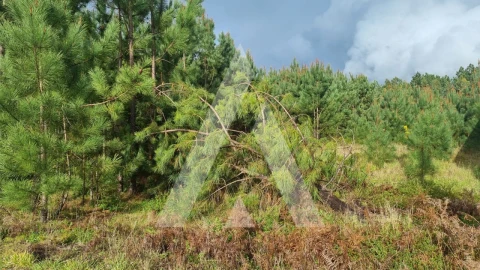 Terreno para Venda em Marinha Grande