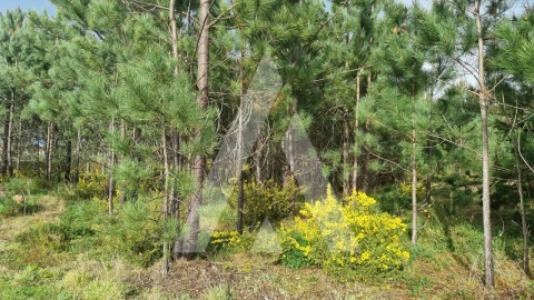 Terreno para Venda em Marinha Grande