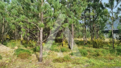 Terreno para Venda em Marinha Grande