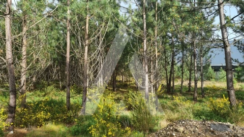 Terreno para Venda em Marinha Grande