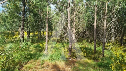 Terreno para Venda em Marinha Grande