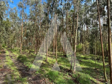 Terreno para Venda em Marrazes e Barosa
