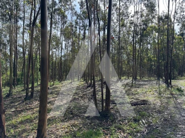 Terreno para Venda em Marrazes e Barosa