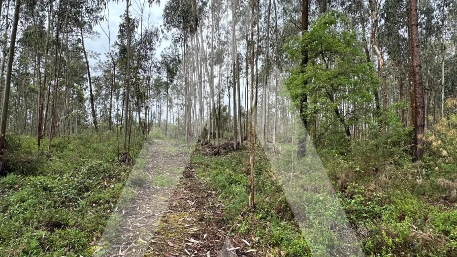 Terreno para Venda em Marrazes e Barosa