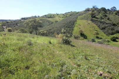 Terreno para Venda em São Bartolomeu de Messines