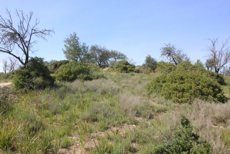 Terreno para Venda em Silves Foto 5
