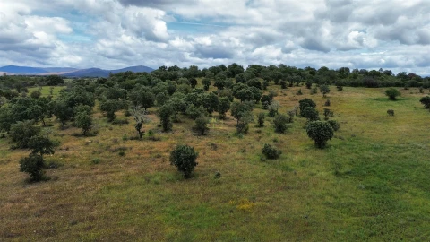 Terreno Agricola ou Rústico para Venda em Penamacor