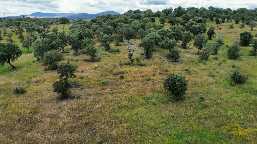Terreno Agricola ou Rústico para Venda em Penamacor Foto 33
