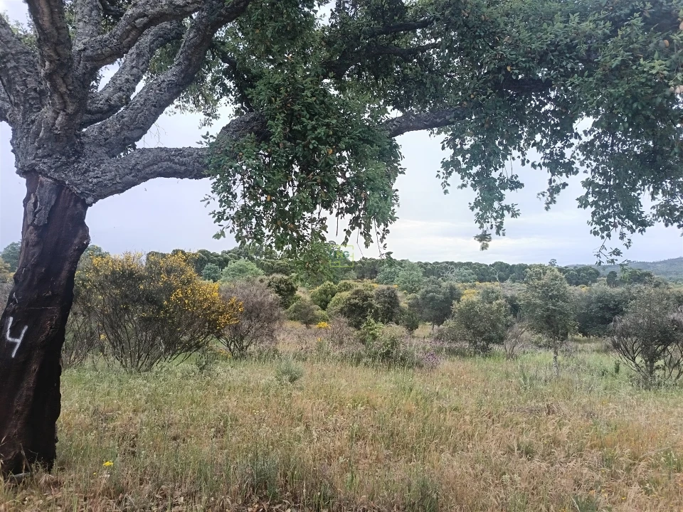 Terreno Agricola ou Rústico para Venda em Aldeia do Bispo, Águas e Aldeia de João Pires Foto 10