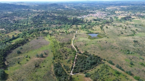 Terreno Agricola ou Rústico para Venda em Aldeia do Bispo, Águas e Aldeia de João Pires