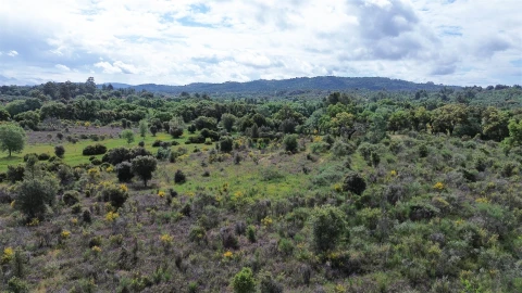 Terreno Agricola ou Rústico para Venda em Aldeia do Bispo, Águas e Aldeia de João Pires