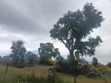 Terreno Agricola ou Rústico para Venda em Aldeia do Bispo, Águas e Aldeia de João Pires