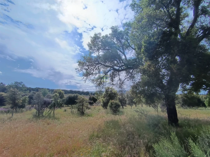 Terreno Agricola ou Rústico para Venda em Aldeia do Bispo, Águas e Aldeia de João Pires Foto 4