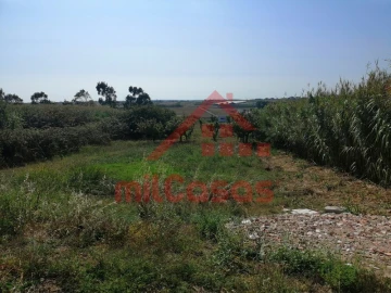 Terreno para Venda em Silveira