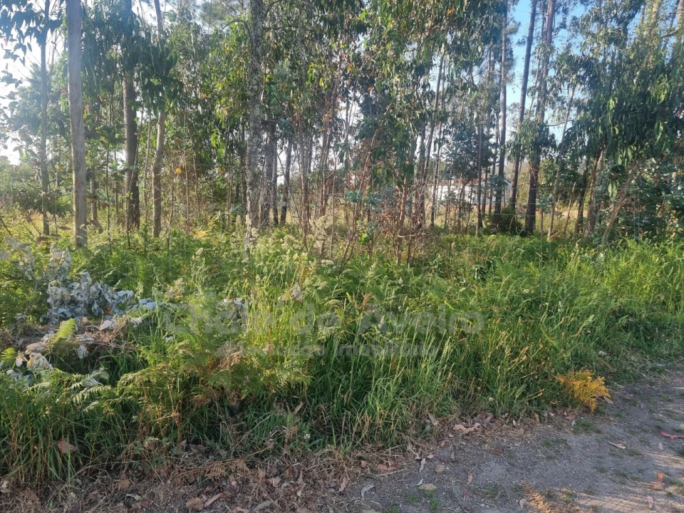 Terreno para Venda em Branca Foto 2