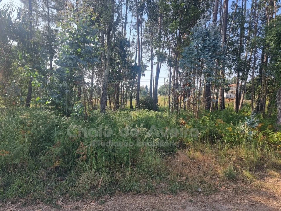 Terreno para Venda em Branca Foto 3