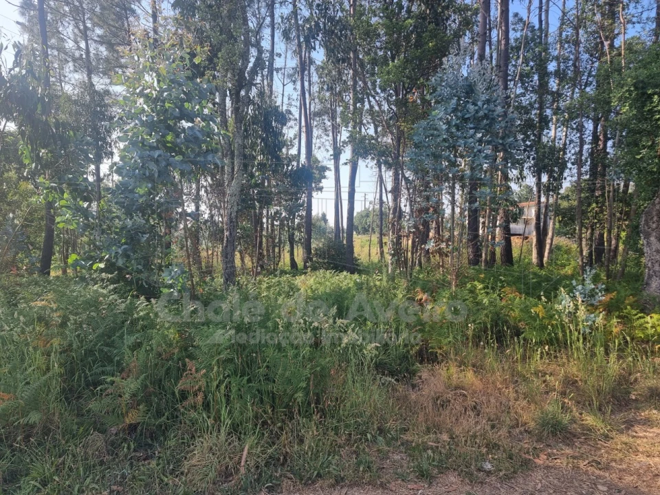 Terreno para Venda em Branca Foto 4
