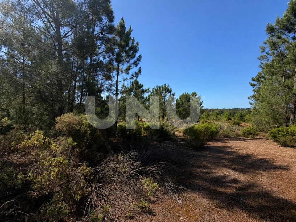 Terreno Agricola ou Rústico para Venda em Azeitão (São Lourenço e São Simão) Foto 3