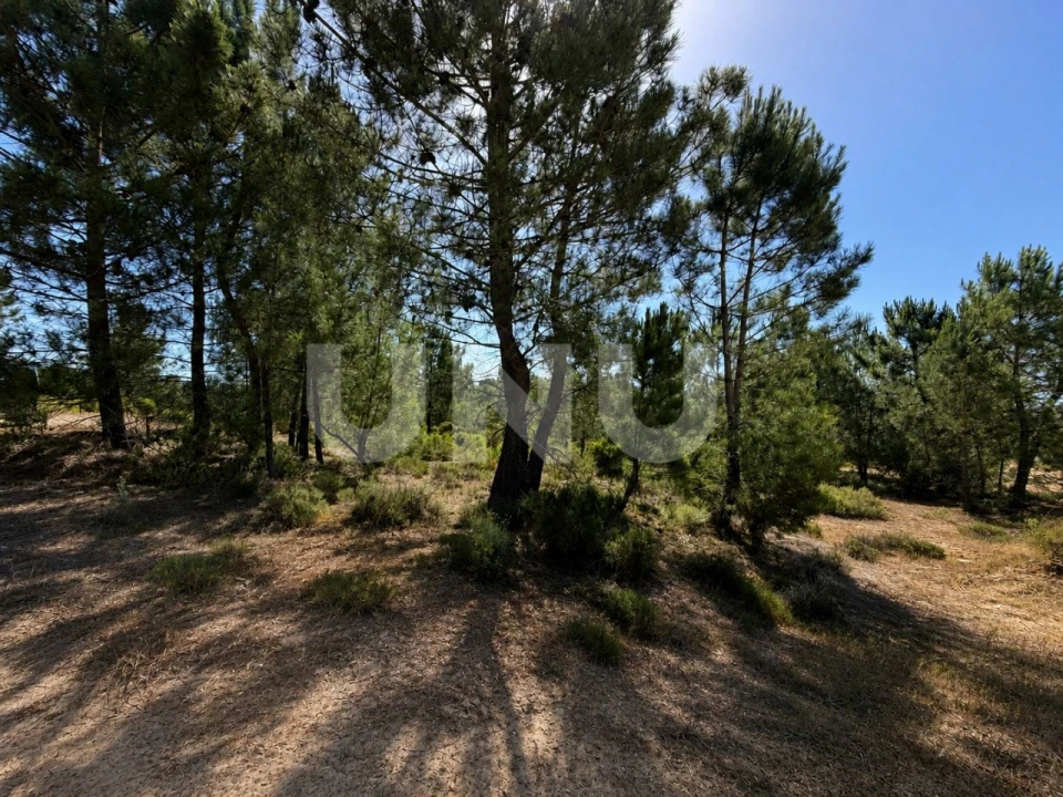 Terreno Agricola ou Rústico para Venda em Azeitão (São Lourenço e São Simão) Foto 5