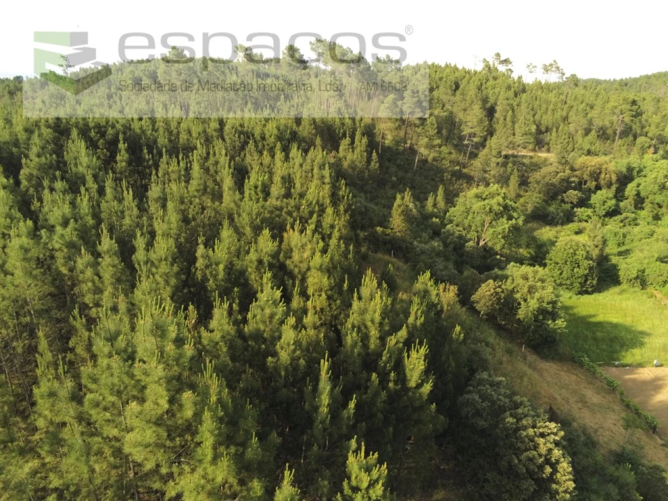 Terreno Agricola ou Rústico para Venda em Silvares Foto 2