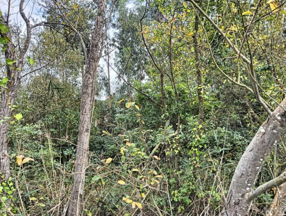 Terreno para Venda em Esgueira Foto 14