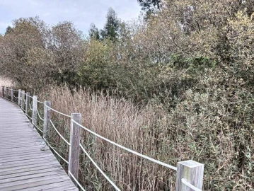 Terreno para Venda em Esgueira