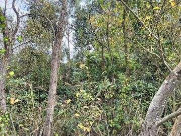 Terreno para Venda em Esgueira