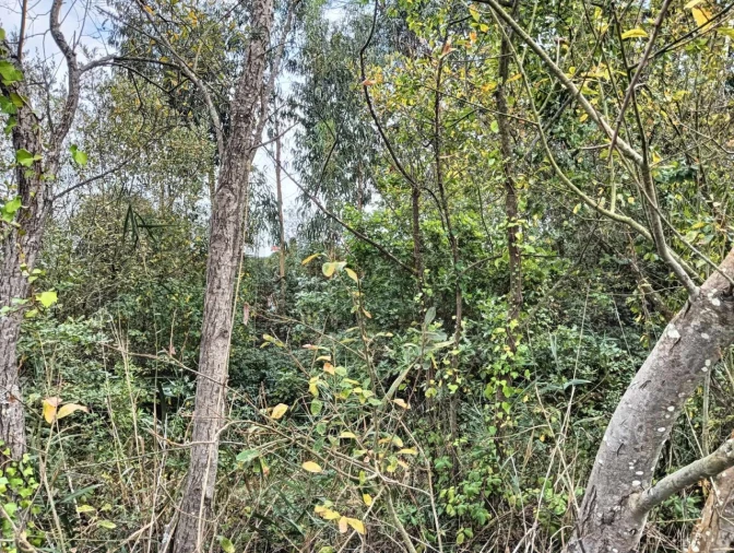 Terreno para Venda em Esgueira Foto 14
