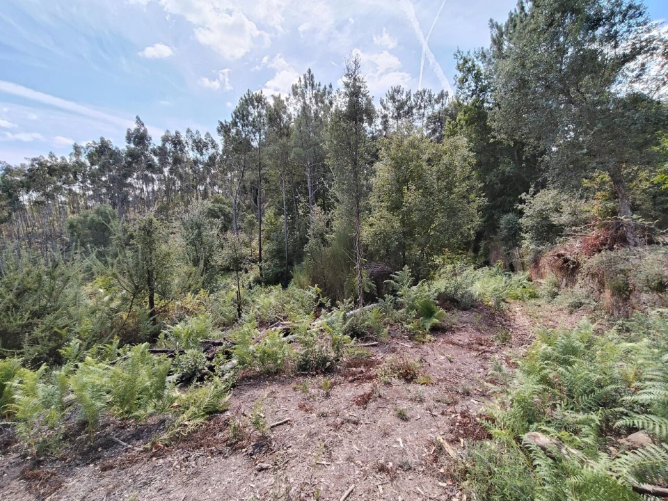 Terreno para Venda em Maçãs de D. Maria Foto 20