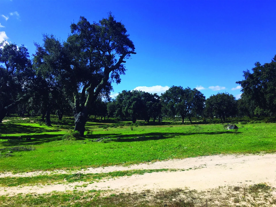 Terreno para Venda em Poceirão e Marateca Foto 18