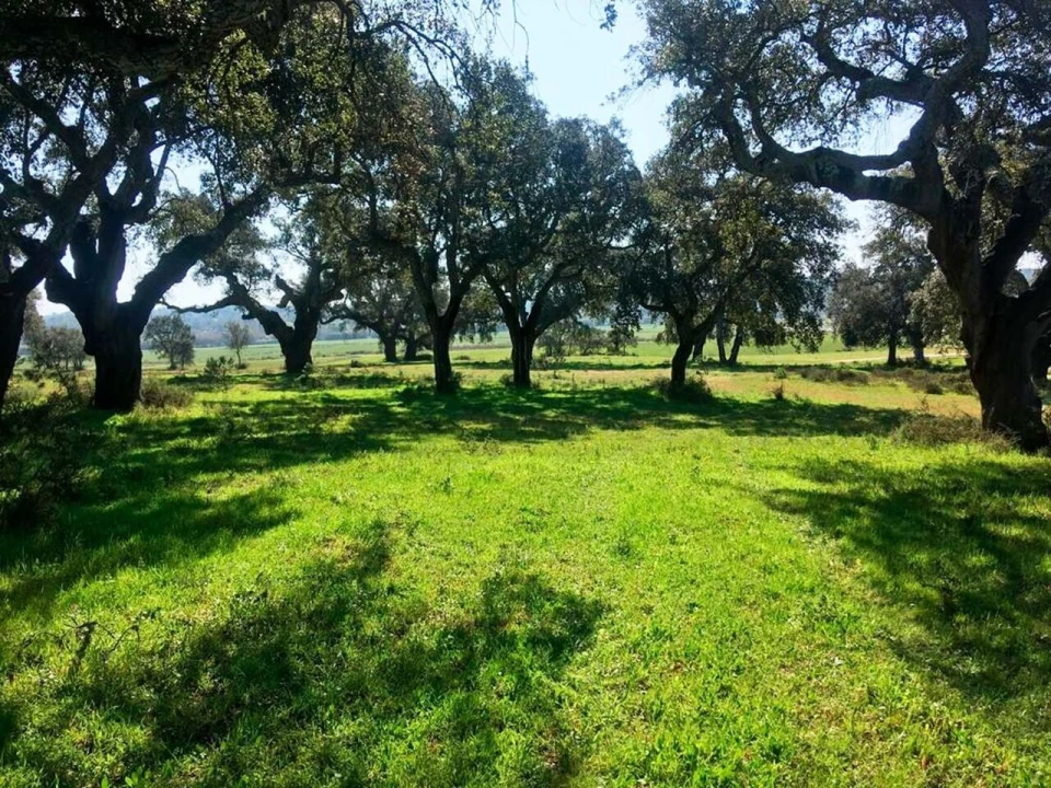 Terreno para Venda em Poceirão e Marateca Foto 22