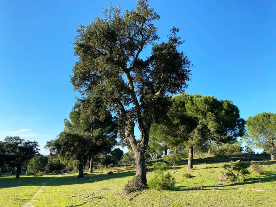 Terreno para Venda em Poceirão e Marateca Foto 1