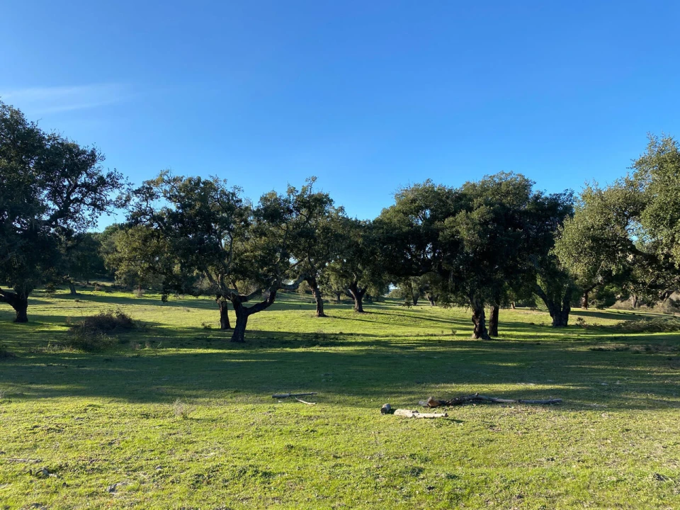 Terreno para Venda em Poceirão e Marateca Foto 2