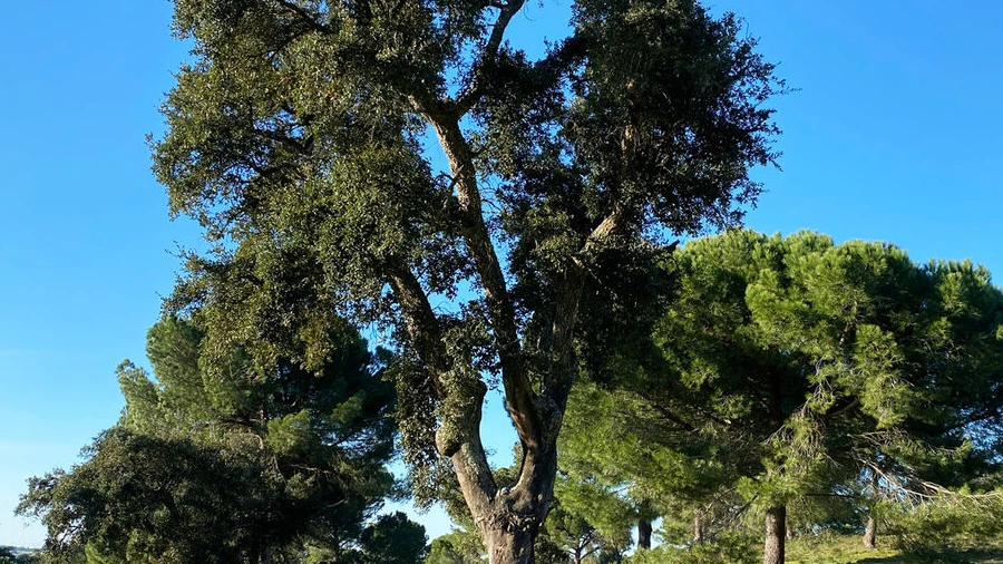 Terreno para Venda em Poceirão e Marateca