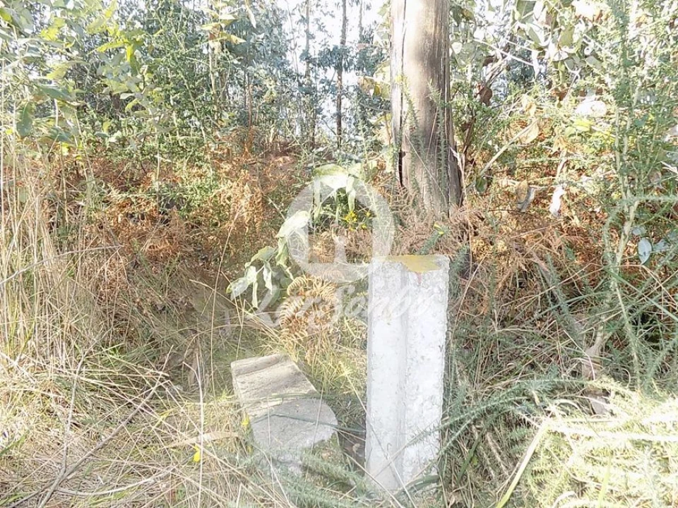 Terreno Agricola ou Rústico para Venda em Arnoso (Santa Maria e Santa Eulália) e Sezures Foto 2