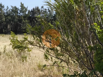 Quinta T3 para Venda em Castro Marim