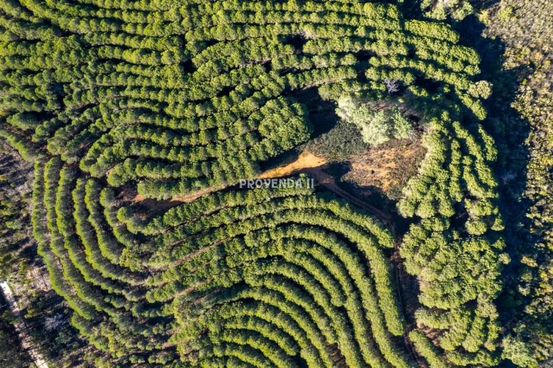 Negócio para Venda em Aljezur Foto 6