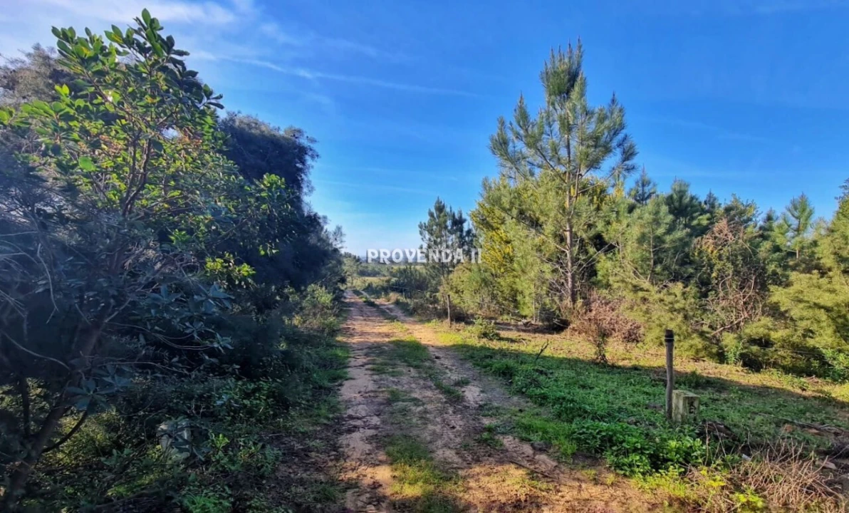 Quinta T0 para Venda em Rogil Foto 18