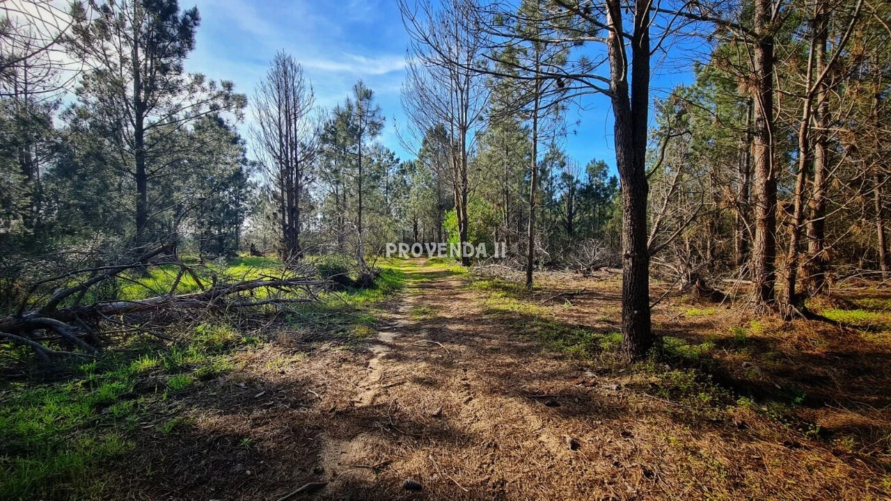 Quinta T0 para Venda em Rogil Foto 7