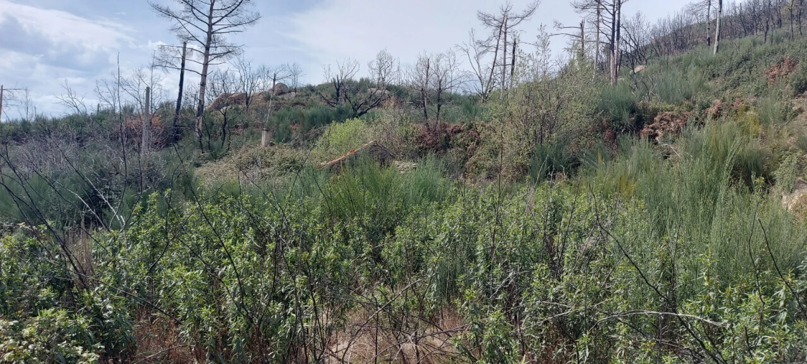 Moradia T1 para Venda em Gonçalo Foto 7