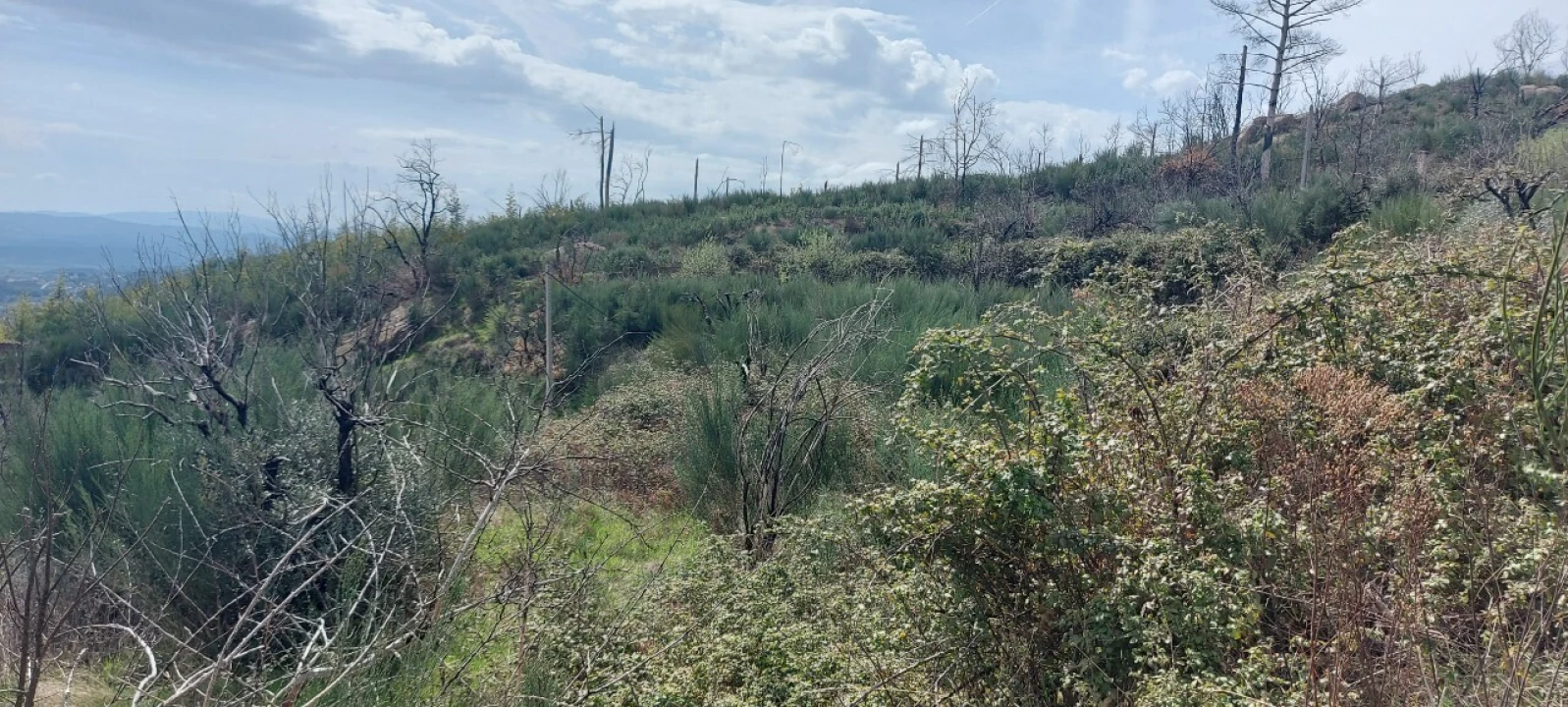 Moradia T1 para Venda em Gonçalo Foto 11