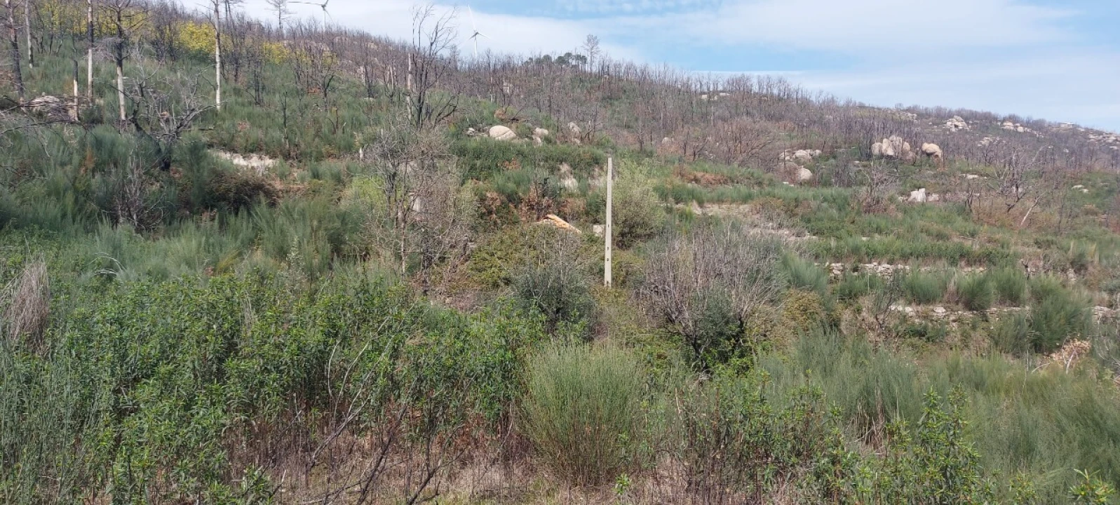 Moradia T1 para Venda em Gonçalo Foto 27