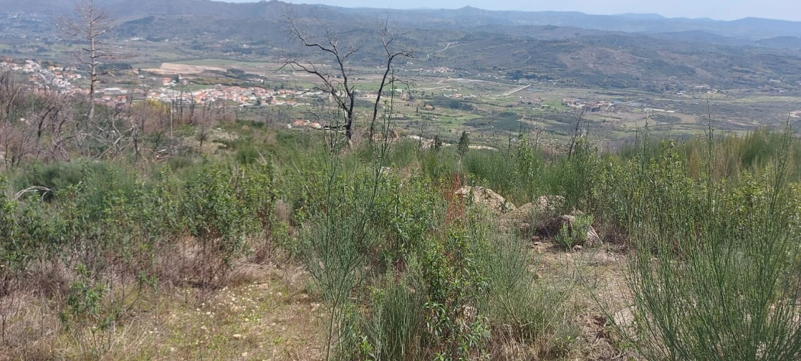 Moradia T1 para Venda em Gonçalo Foto 28