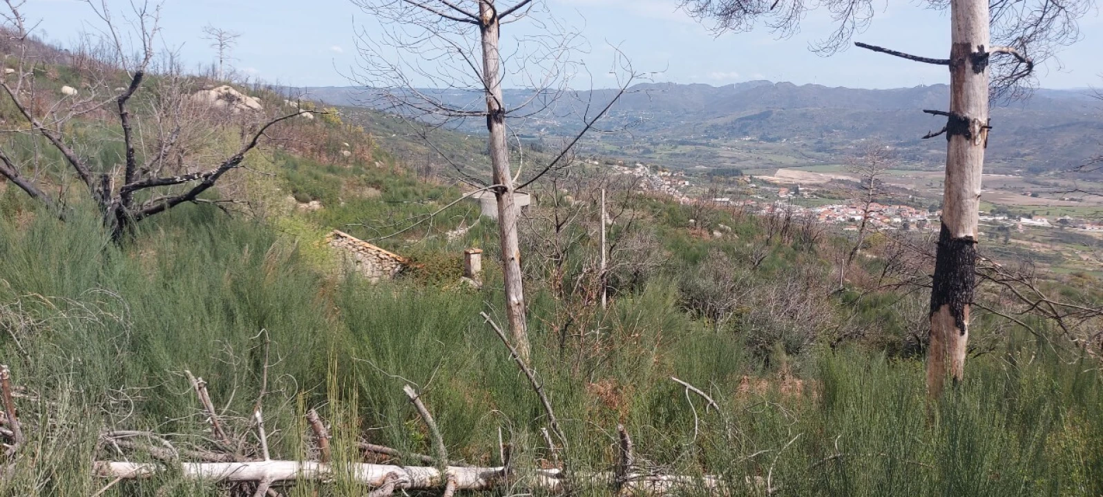 Moradia T1 para Venda em Gonçalo Foto 34