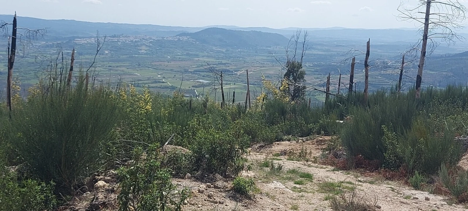 Moradia T1 para Venda em Gonçalo Foto 42